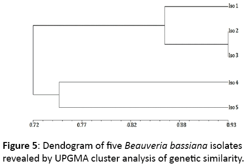 mycology-Dendogram-five-Beauveria-bassiana