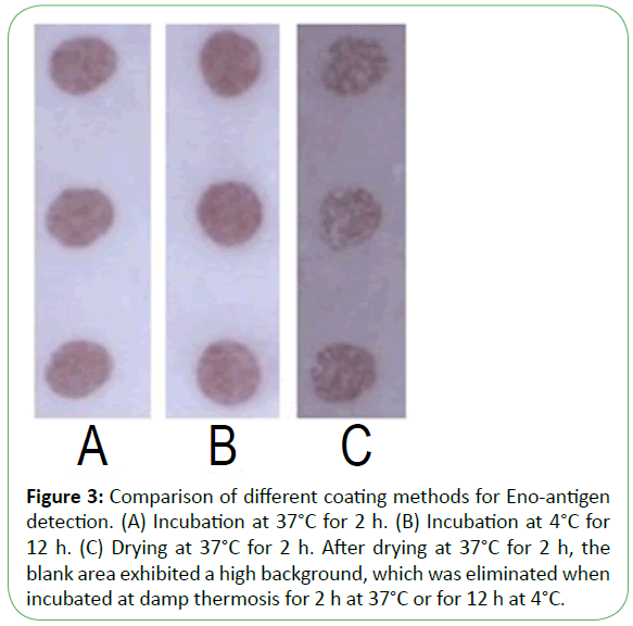 mycology-Eno-antigen-Incubation