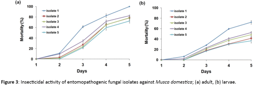 mycology-Insecticidal-activity-entomopathogenic