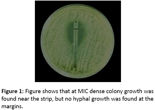 mycology-MIC-dense-colony-growth