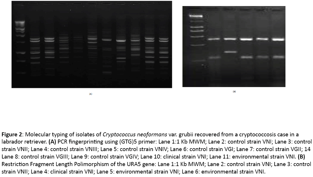 mycology-Molecular-typing-isolates