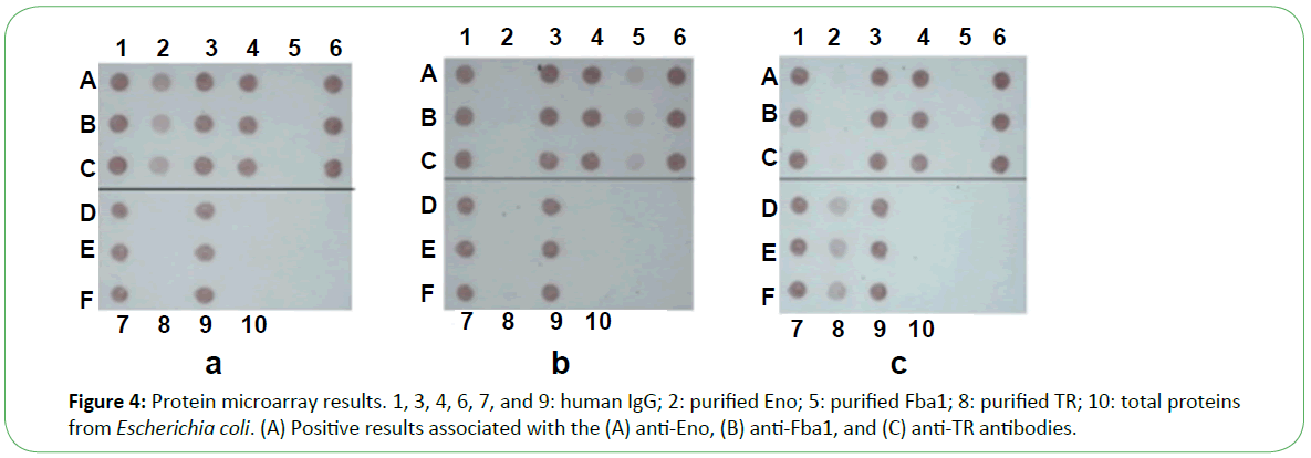 mycology-Protein-microarray-results