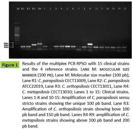 mycology-Results-multiplex-PCR-RPSO