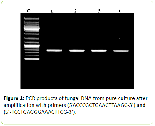 mycology-culture-fungal