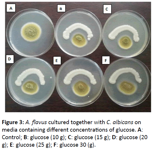 mycology-flavus-cultured-together