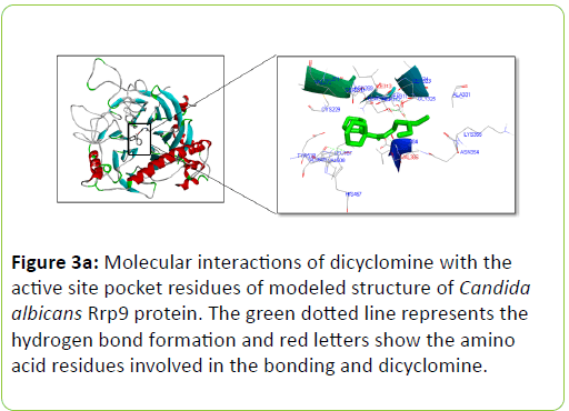 mycology-hydrogen-bond